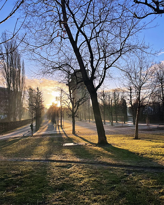 Sonnenuntergang in Wien fällt durch die Bäume im Augarten nahe dem Bunker,