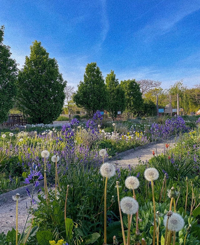 Blumenmeer in den Blumengärten Hirschstetten: Bei diesem Geheimtipp in Wien kannst du kostenlose Workshops buchen