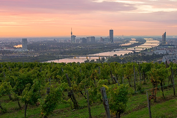 Sonnenuntergang mit Blick über die Wiener Weinberge und die Donaubrücken